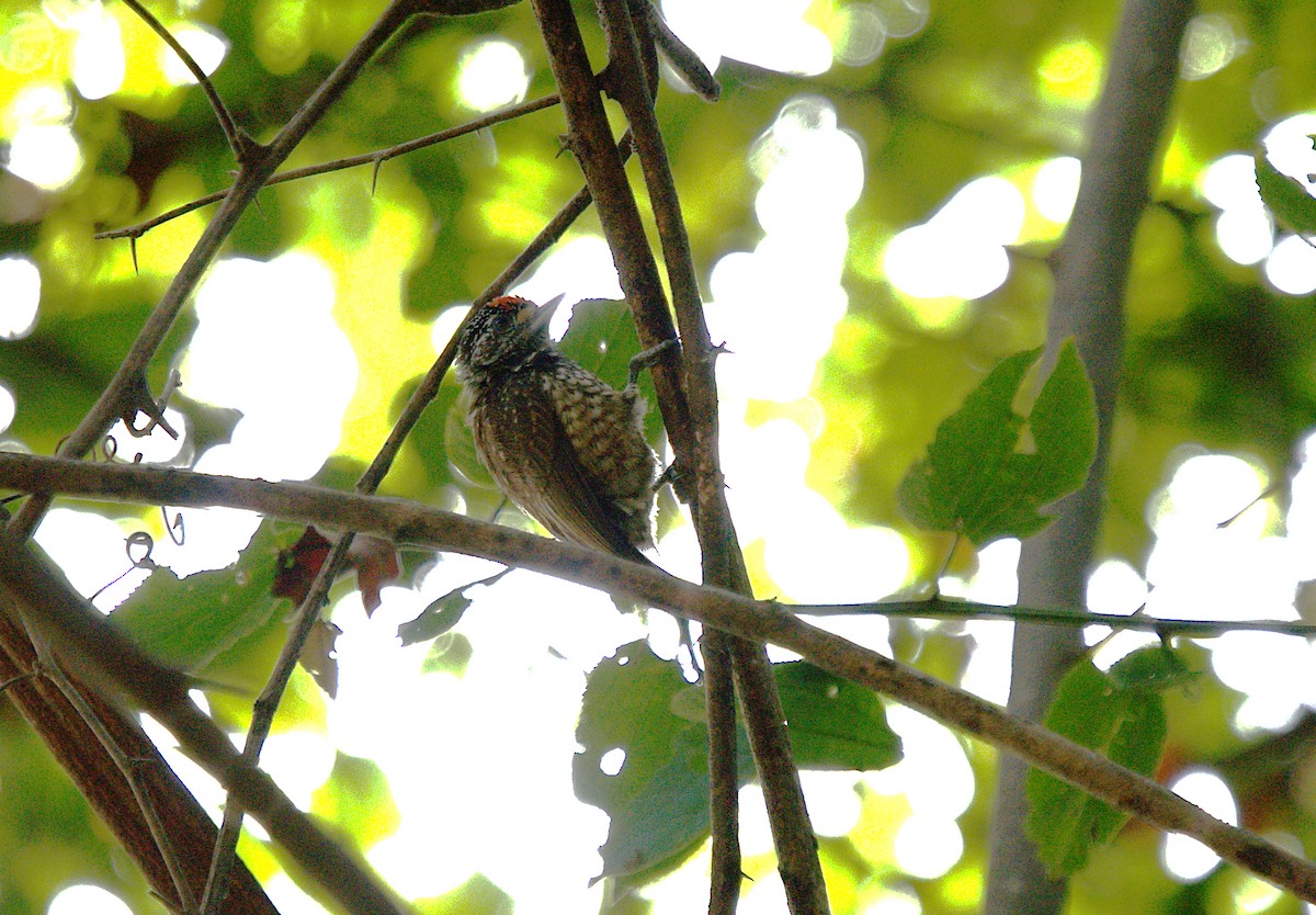 White-wedged Piculet - ML618741143
