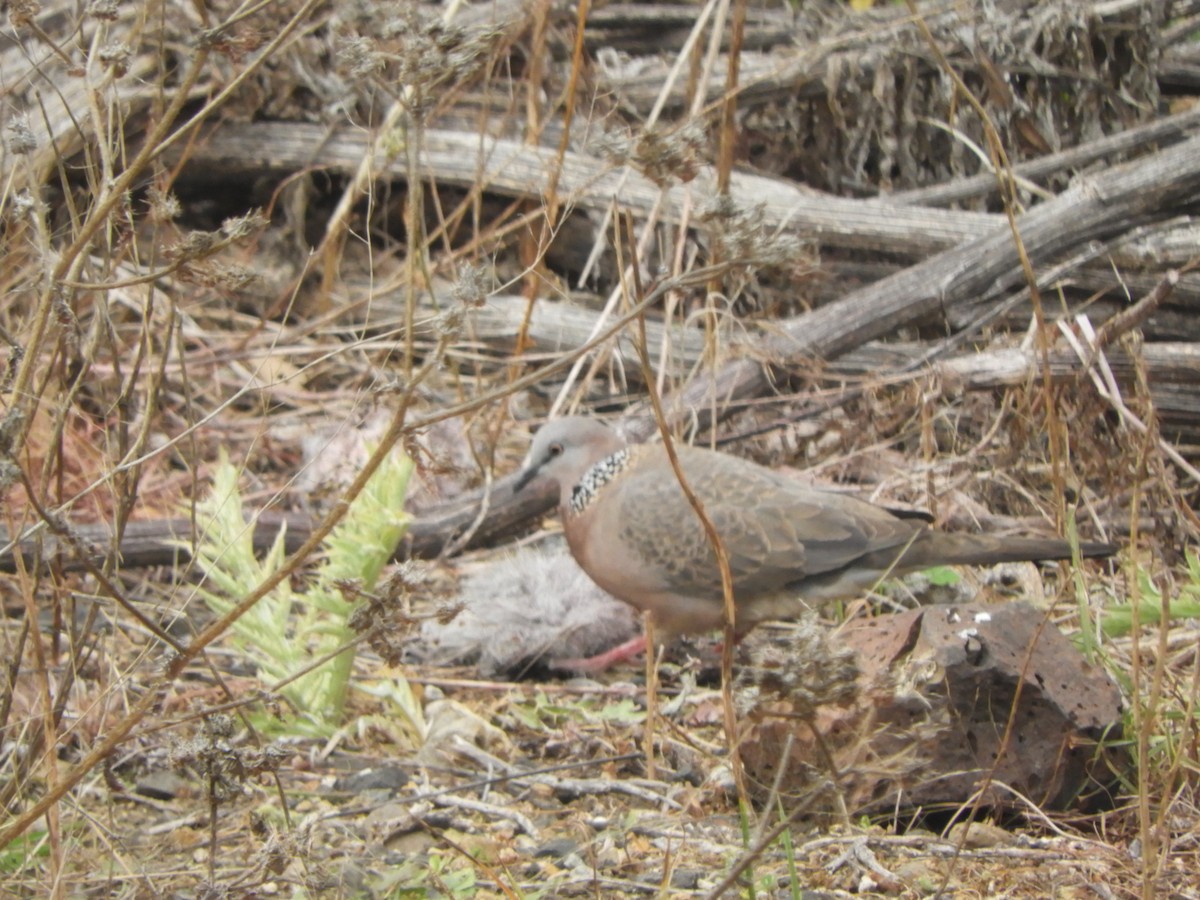 Spotted Dove - ML618741221