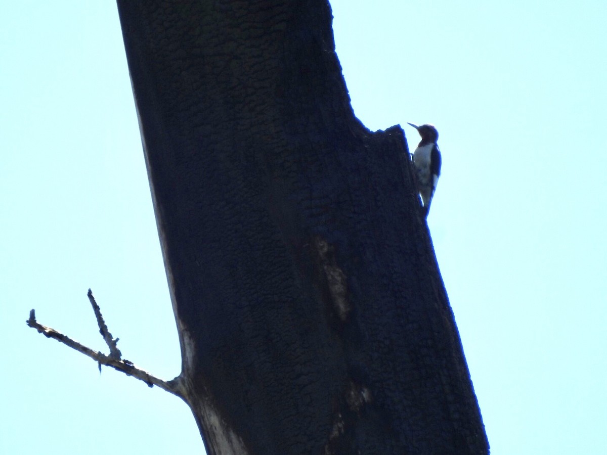 Red-headed Woodpecker - ML618741226
