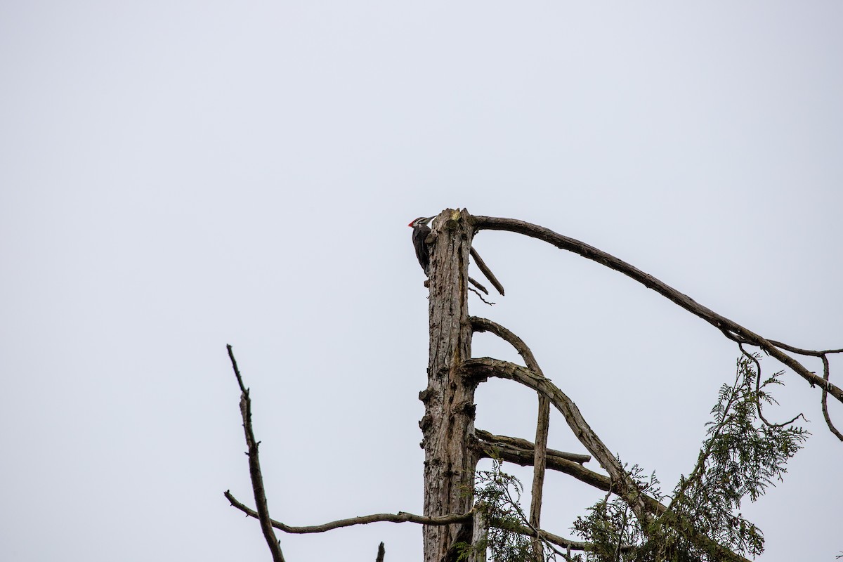 Pileated Woodpecker - ML618741243