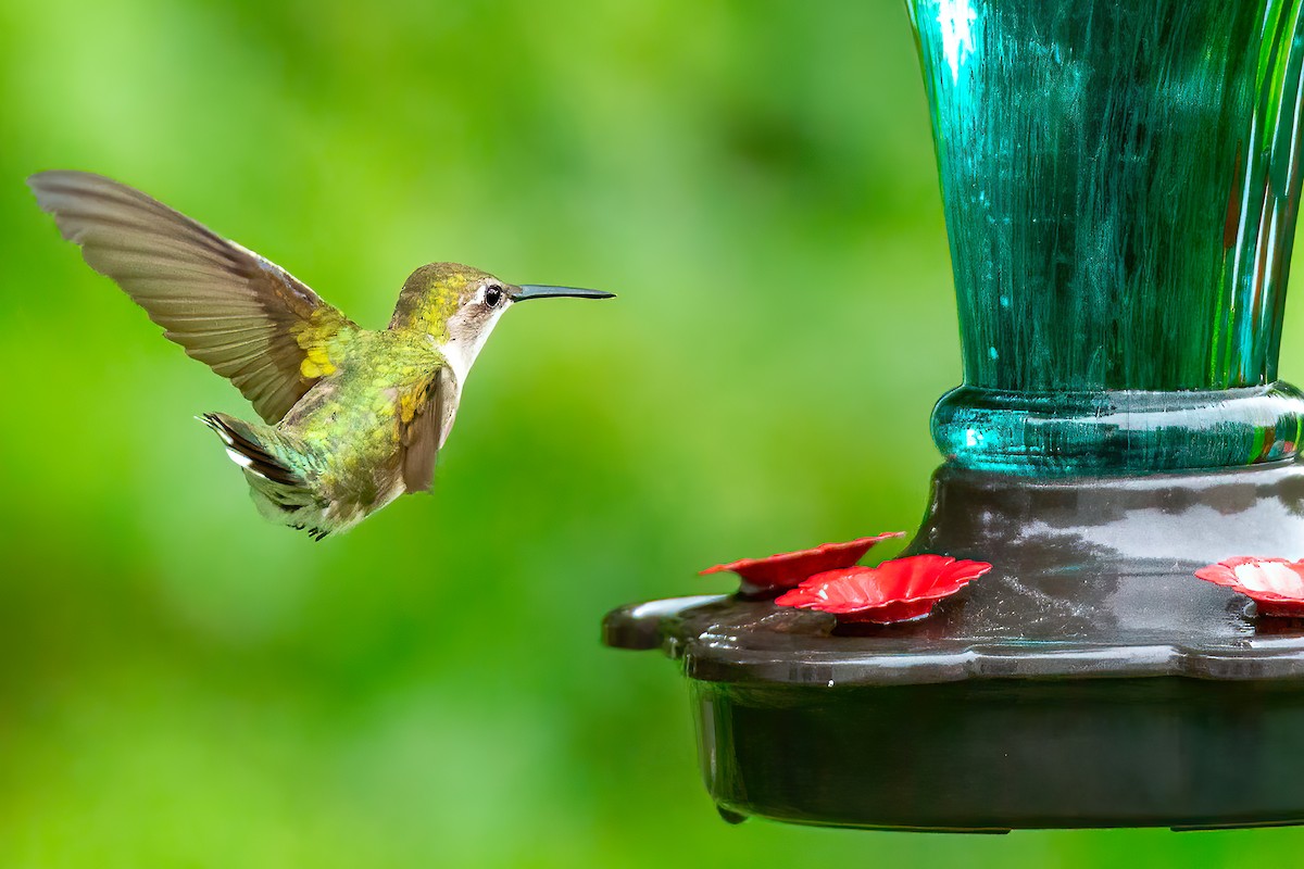 Ruby-throated Hummingbird - ML618741253