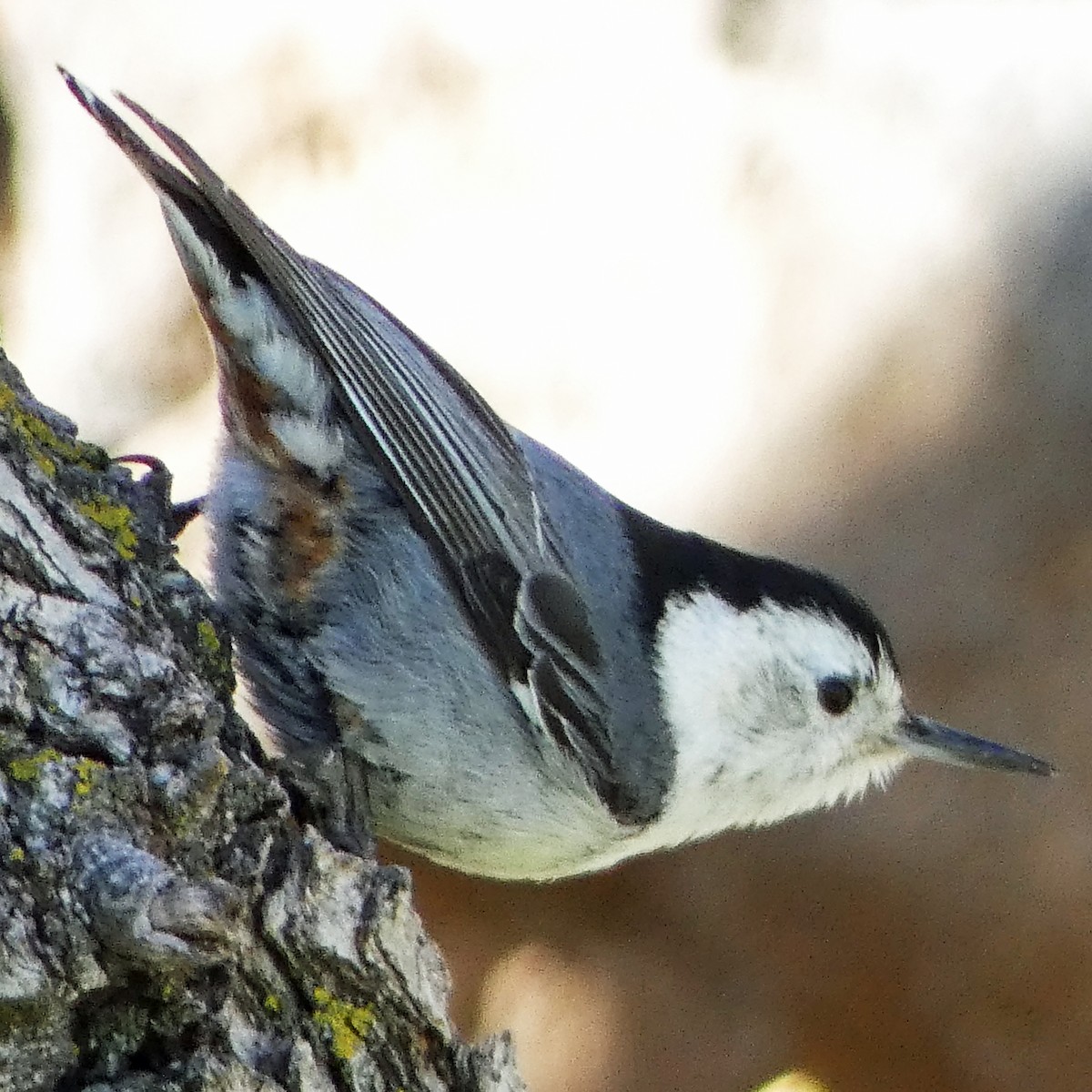 White-breasted Nuthatch - ML618741255