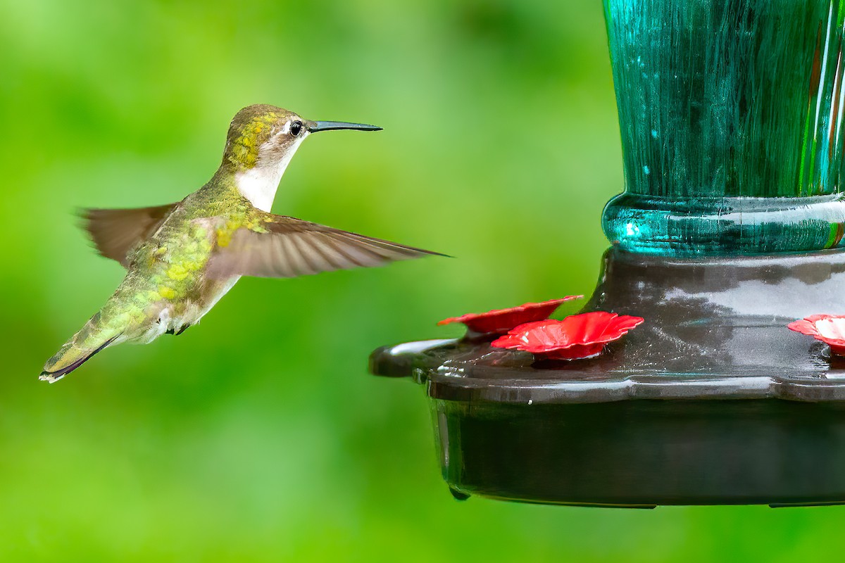 Ruby-throated Hummingbird - ML618741264