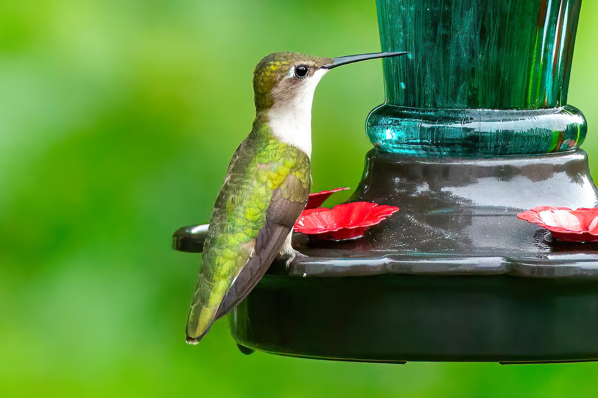 Ruby-throated Hummingbird - ML618741269