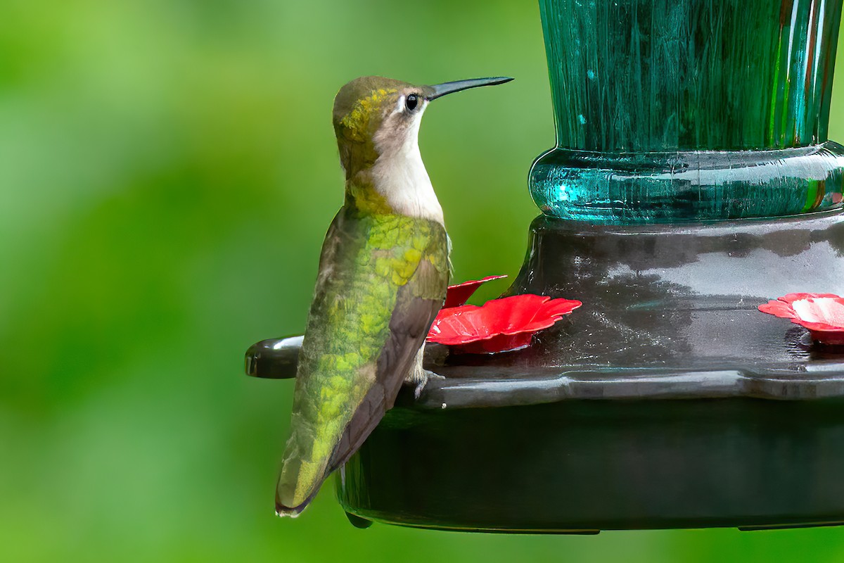 Ruby-throated Hummingbird - ML618741270