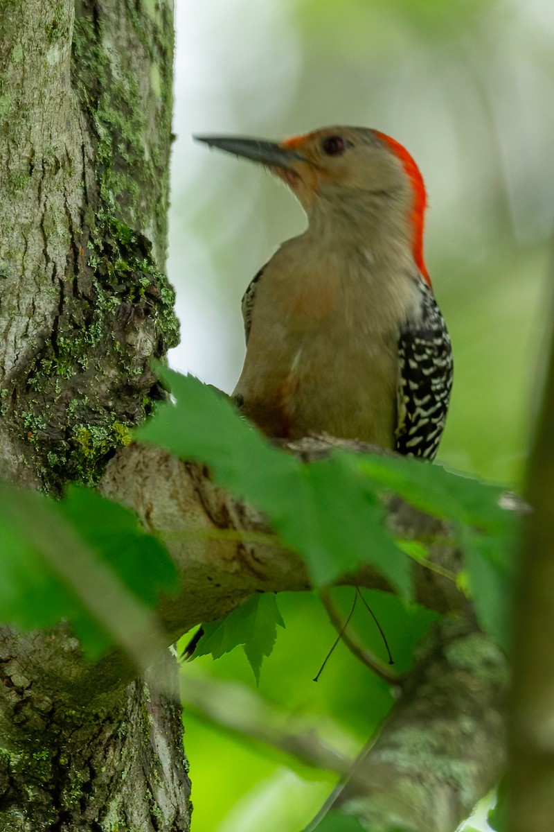 Red-bellied Woodpecker - ML618741309