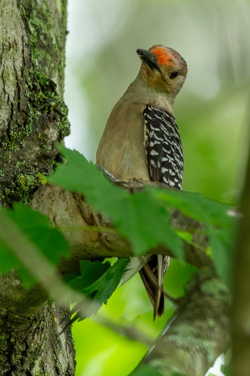 Red-bellied Woodpecker - ML618741310