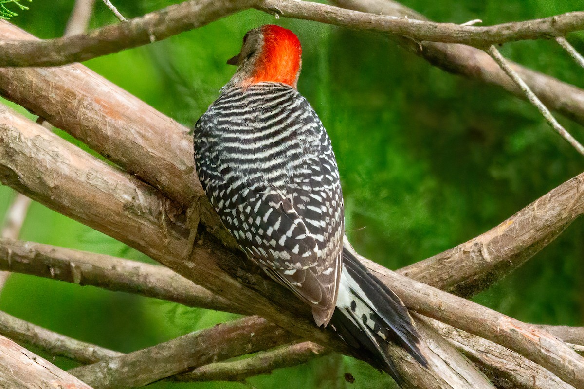 Red-bellied Woodpecker - ML618741312
