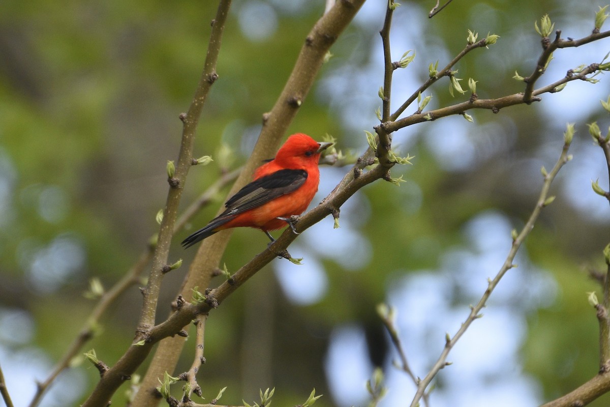 Scarlet Tanager - ML618741333