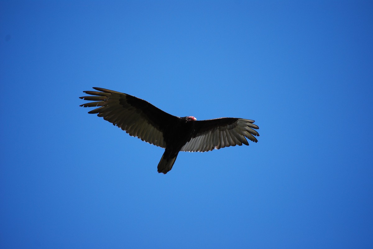 Turkey Vulture - Émile Tousignant