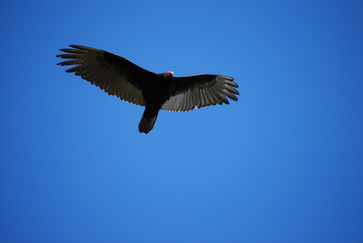 Turkey Vulture - ML618741369