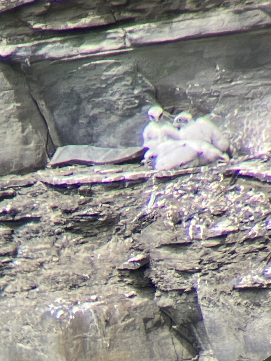 Peregrine Falcon (North American) - ML618741370