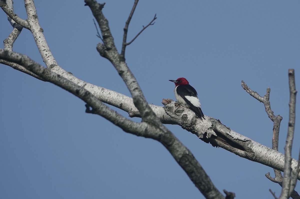 Red-headed Woodpecker - ML618741374