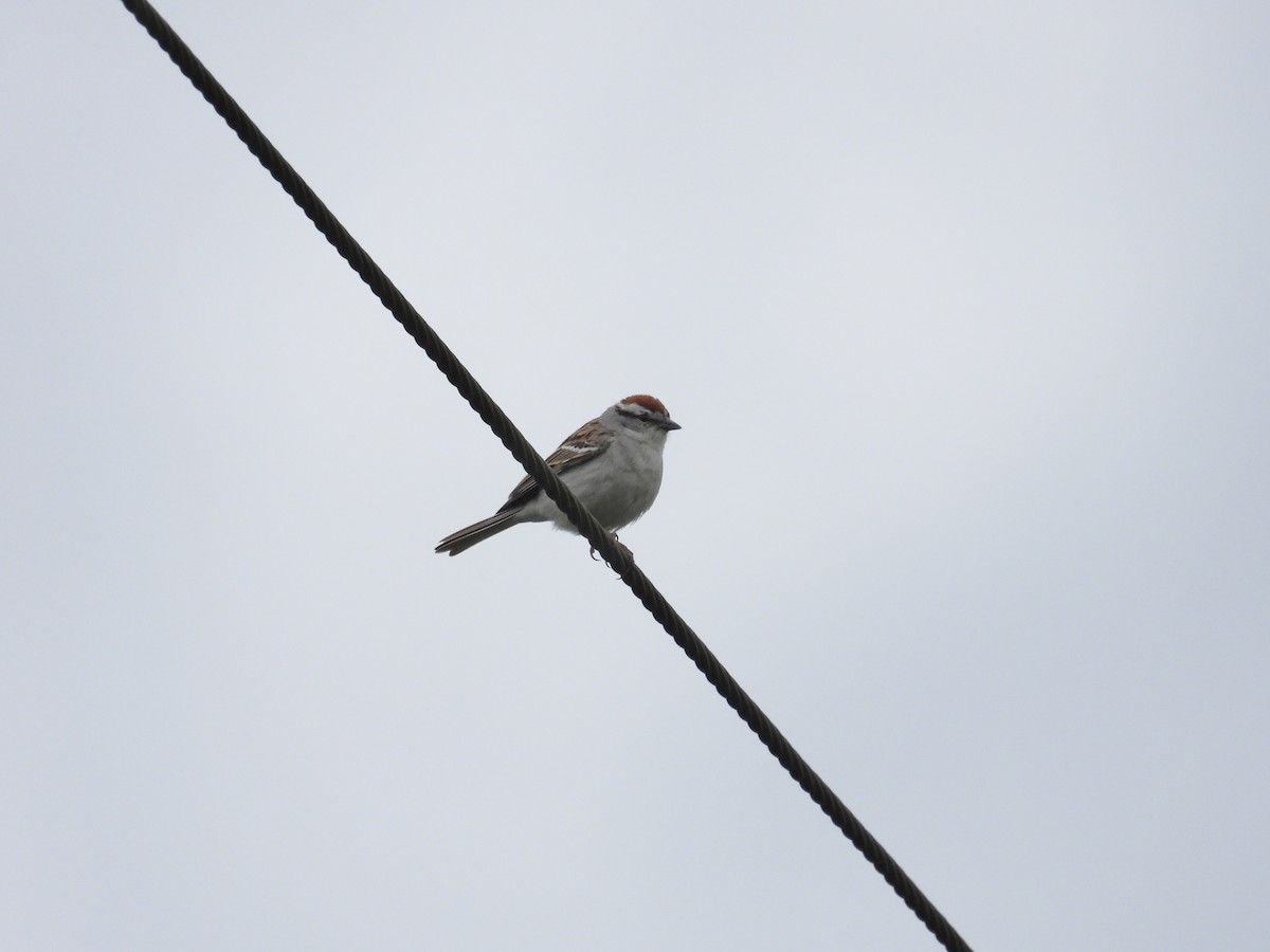 Chipping Sparrow - ML618741390