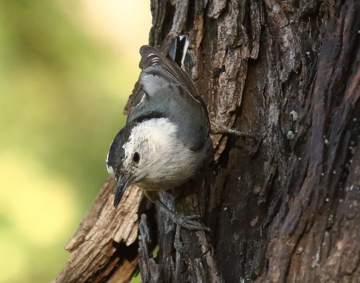 White-breasted Nuthatch - ML618741392
