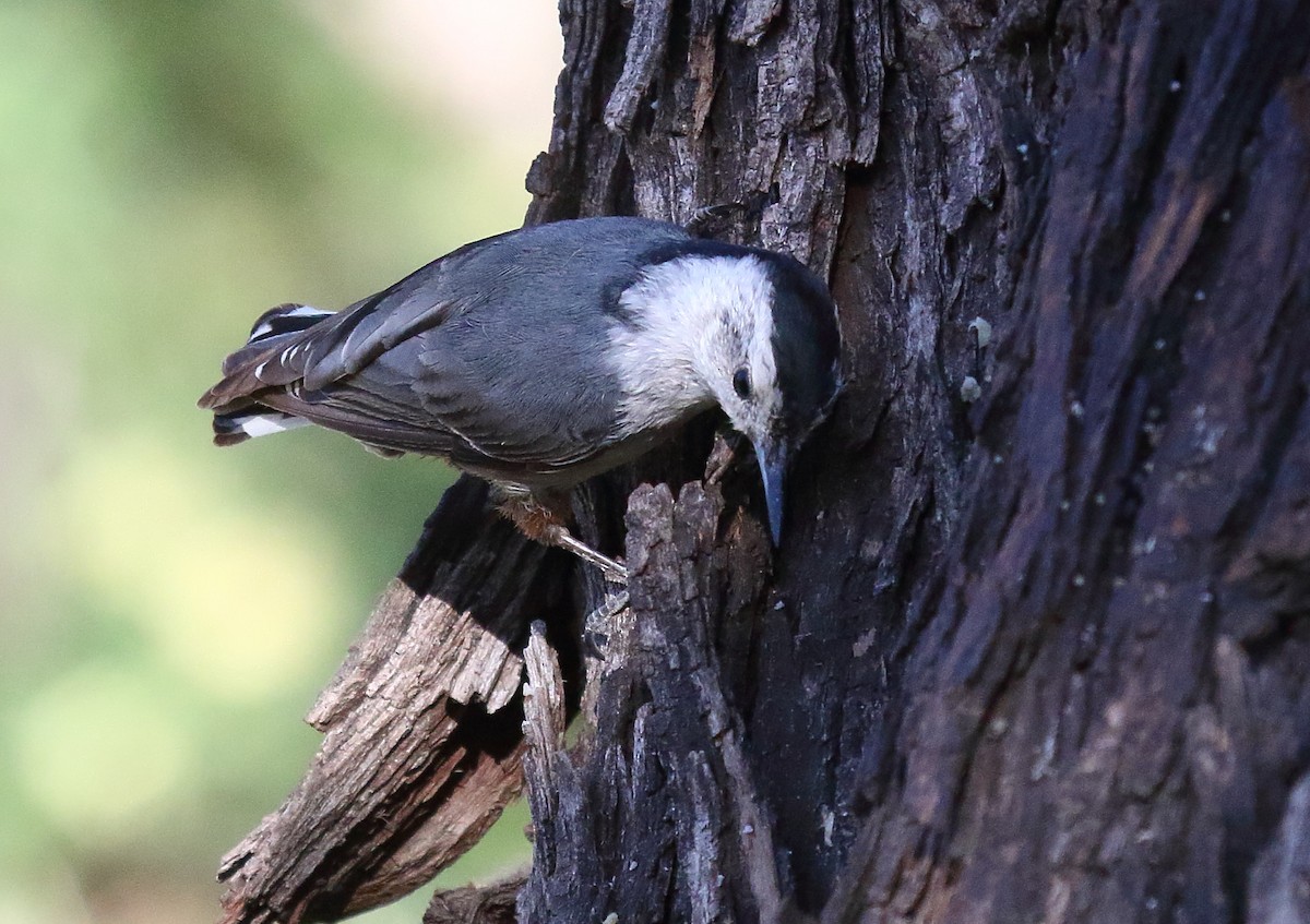 White-breasted Nuthatch - ML618741393