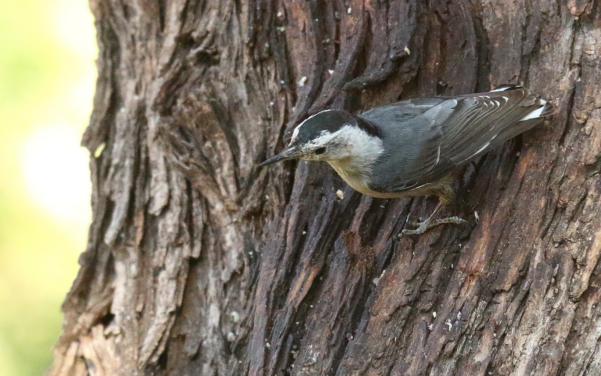 White-breasted Nuthatch - ML618741394