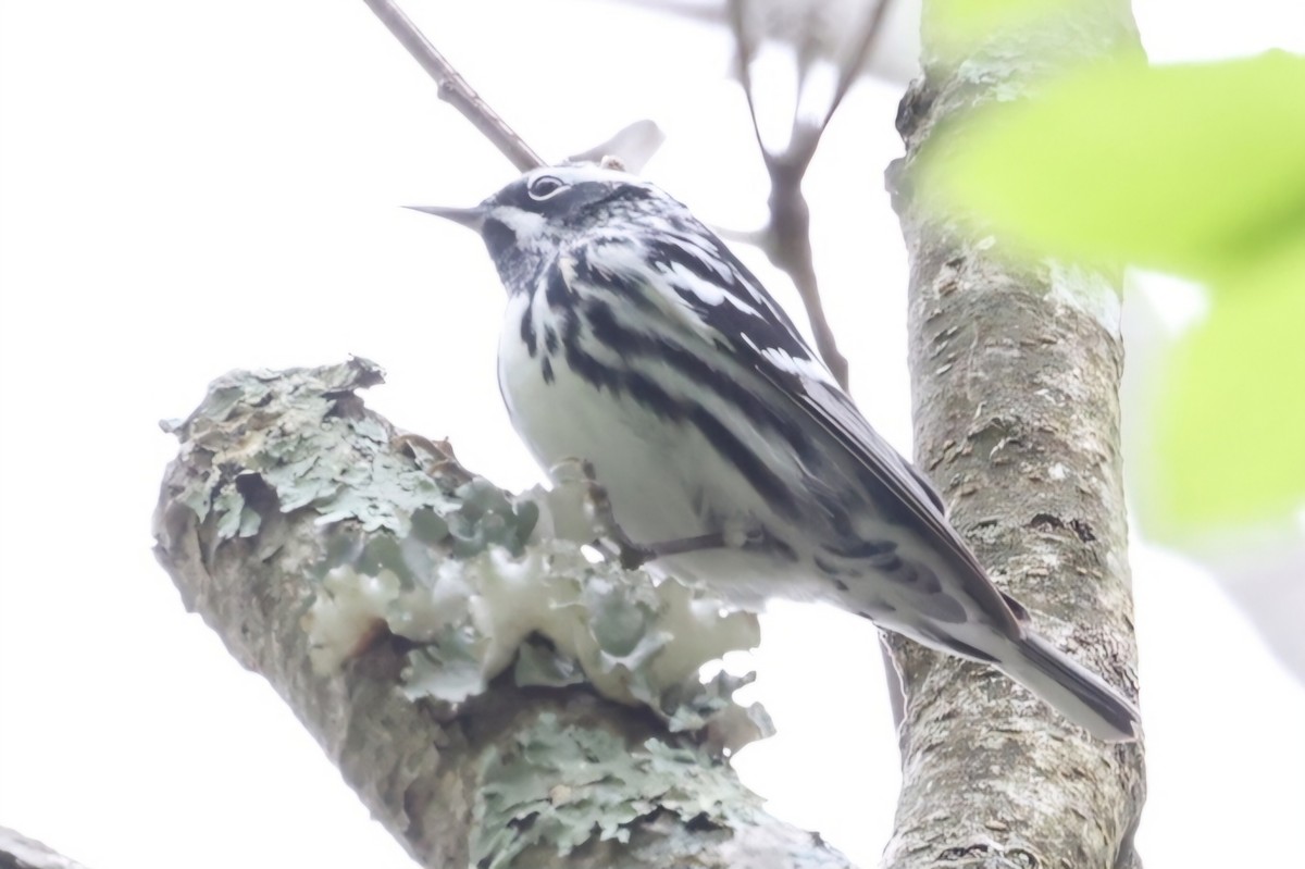Black-and-white Warbler - ML618741414