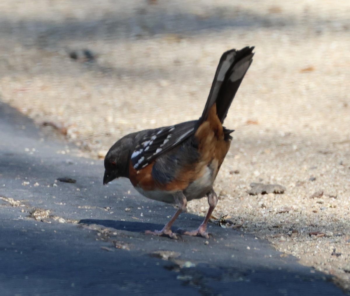 Spotted Towhee - ML618741422