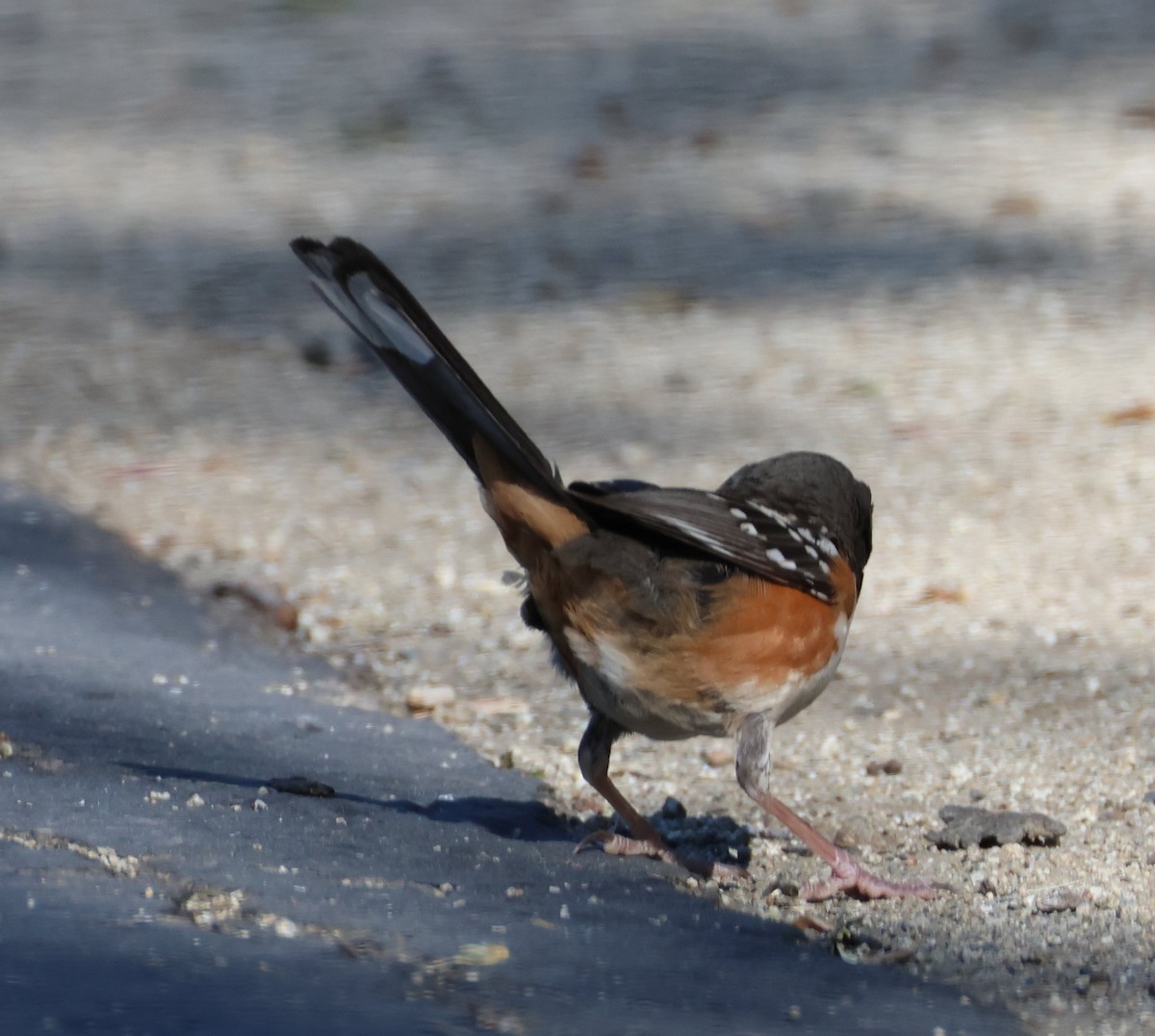 Spotted Towhee - ML618741423