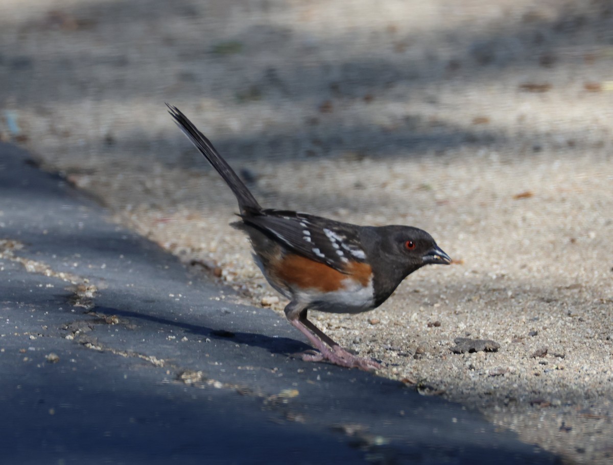 Spotted Towhee - ML618741424