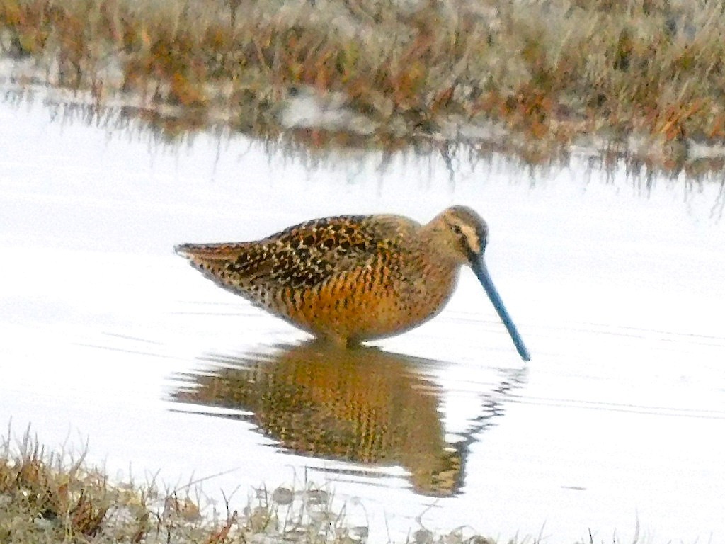 Long-billed Dowitcher - ML618741432