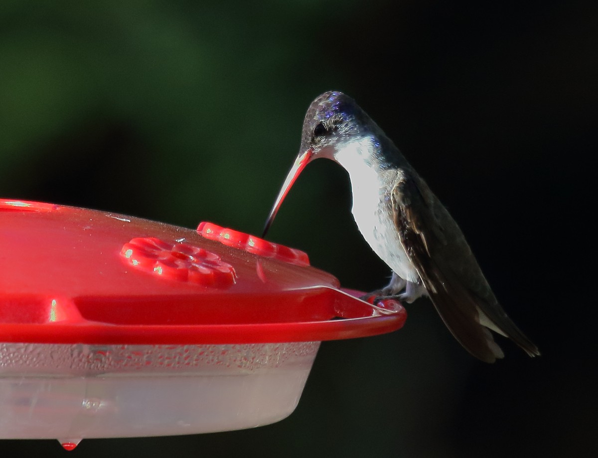 Violet-crowned Hummingbird - ML618741450