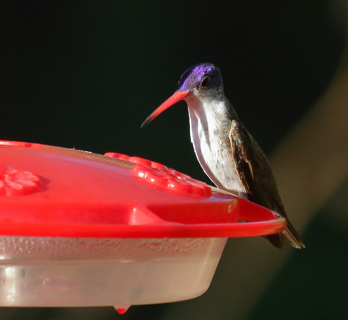Violet-crowned Hummingbird - ML618741452
