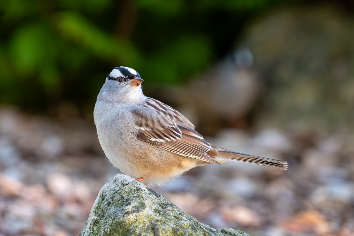 White-crowned Sparrow - ML618741453