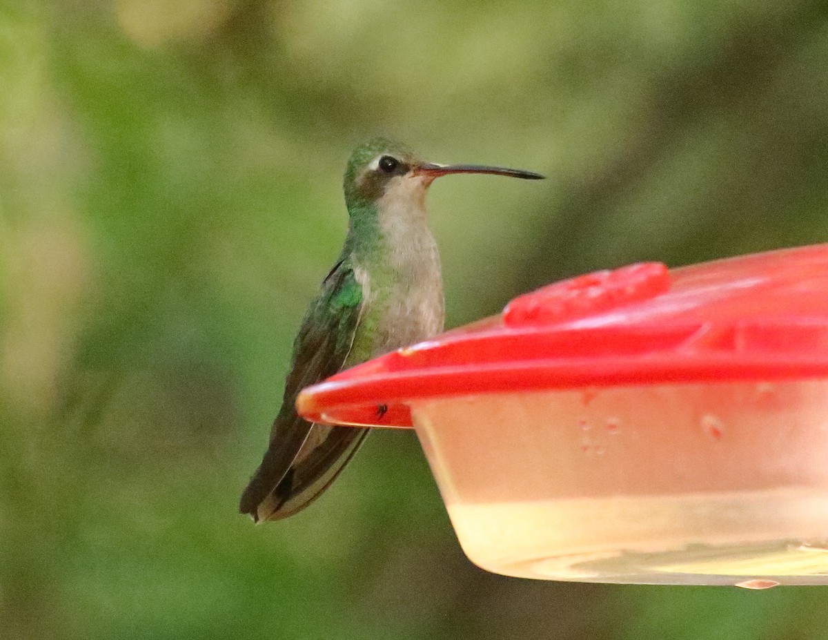 Broad-billed Hummingbird - ML618741473