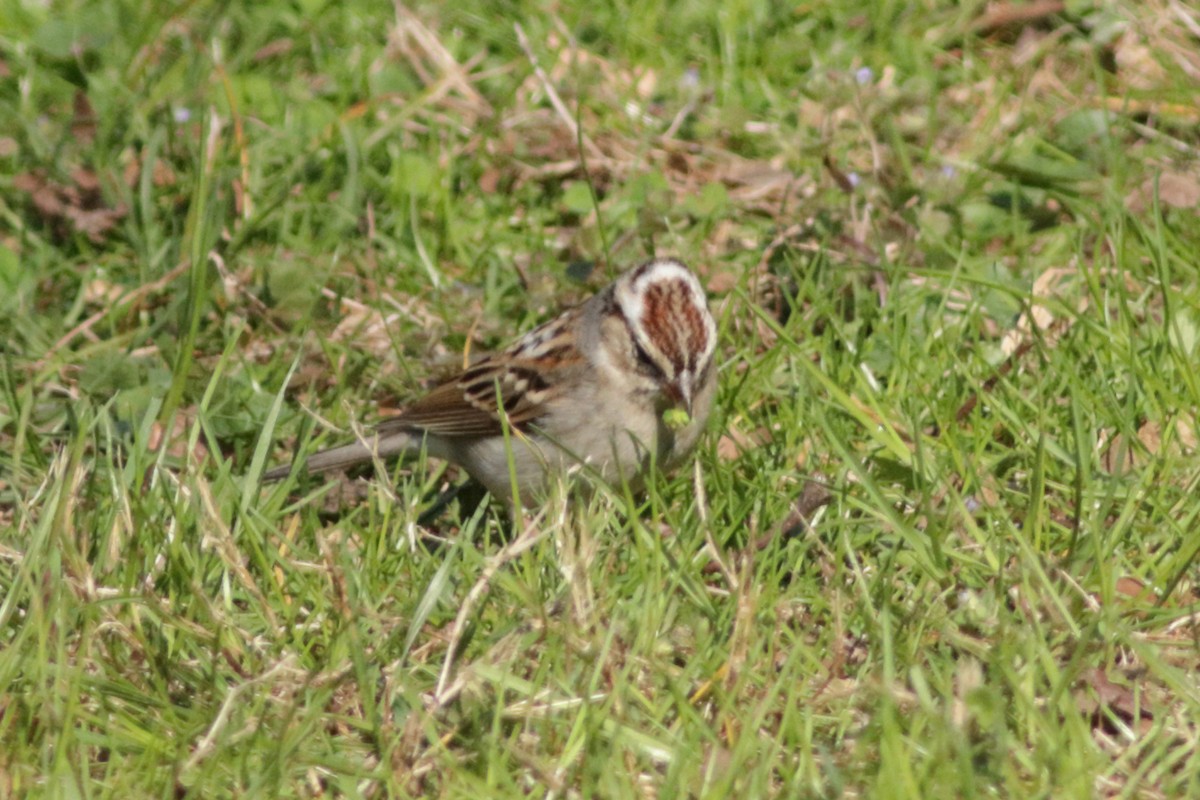 Chipping Sparrow - ML618741492
