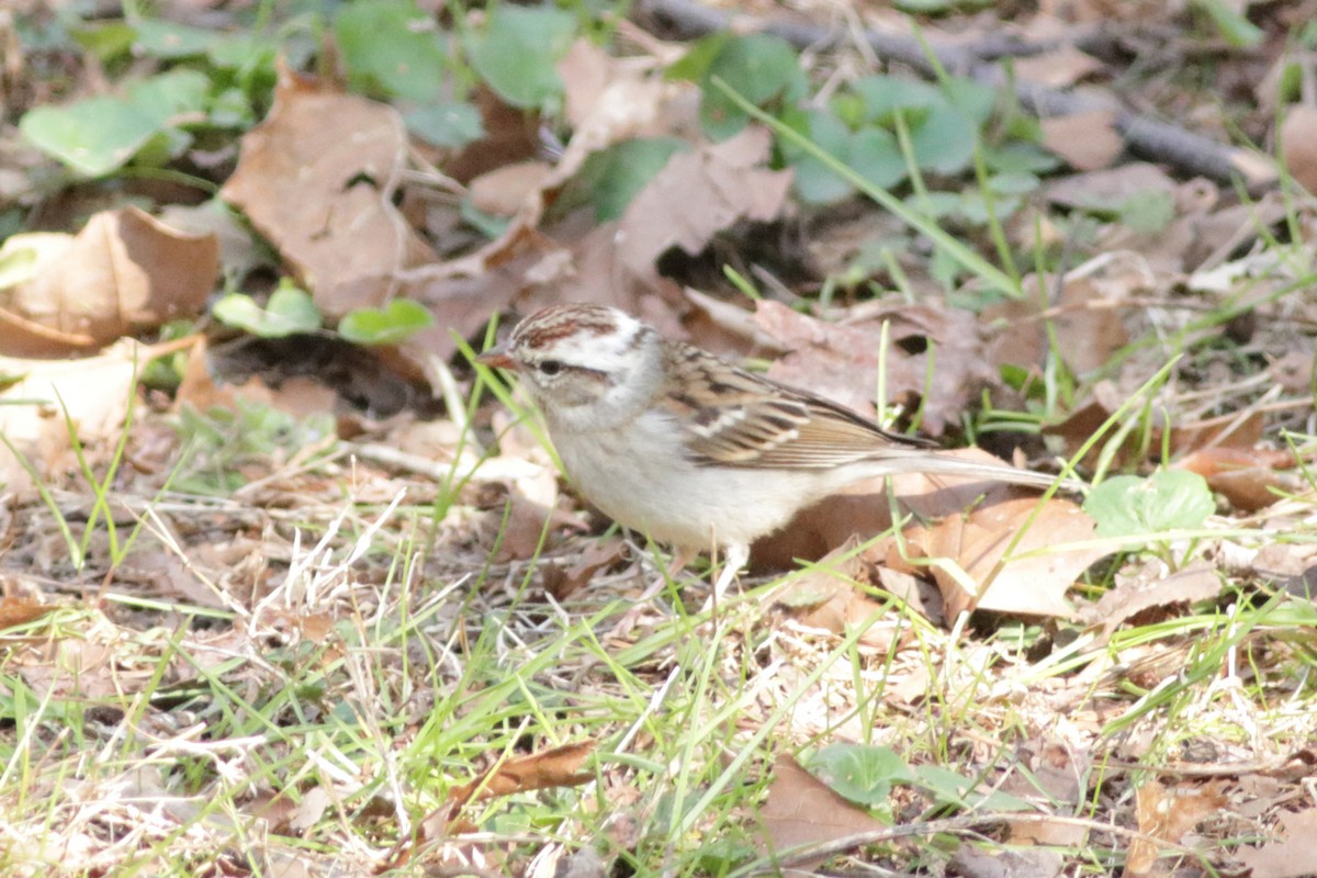 Chipping Sparrow - ML618741493