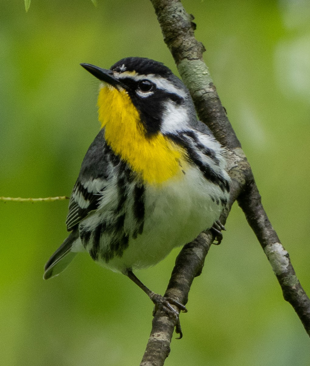 Yellow-throated Warbler - ML618741534