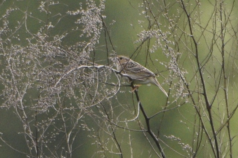 Grasshopper Sparrow - ML618741536