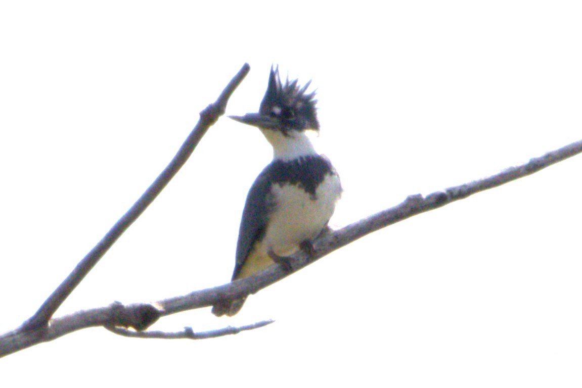 Belted Kingfisher - ML618741573