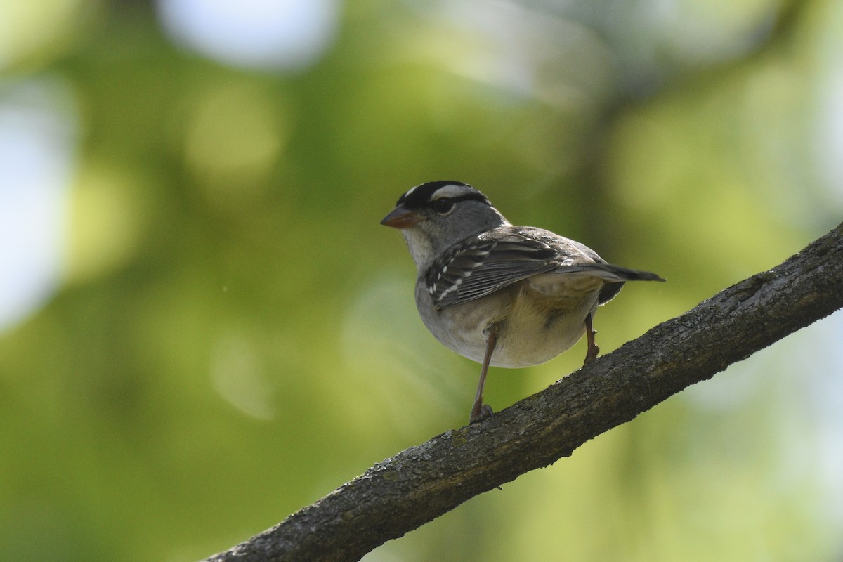 White-crowned Sparrow - ML618741613