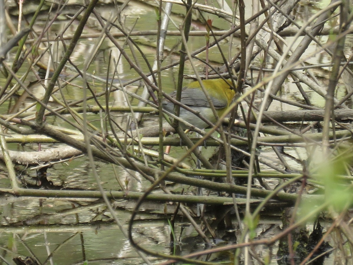 Prothonotary Warbler - ML618741644