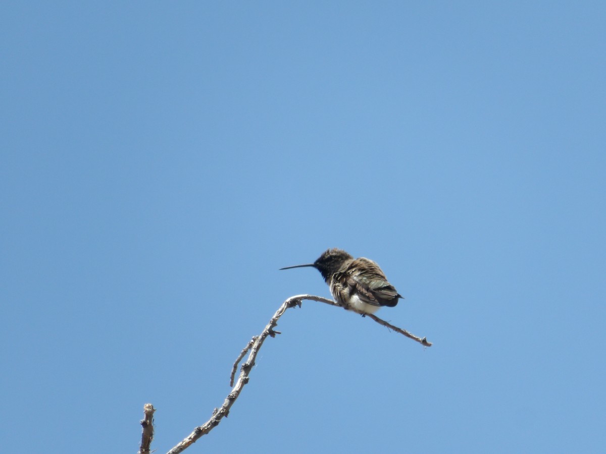 Black-chinned Hummingbird - ML618741646