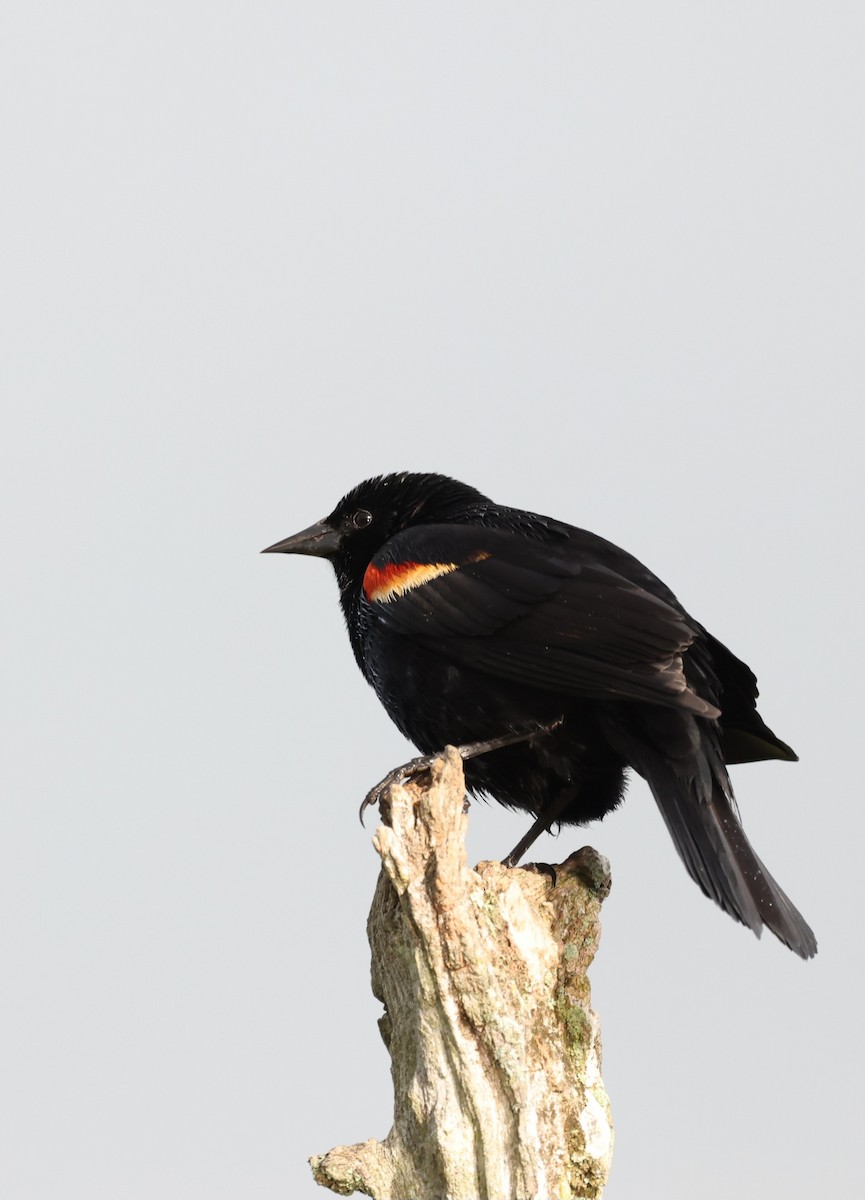 Red-winged Blackbird - ML618741660