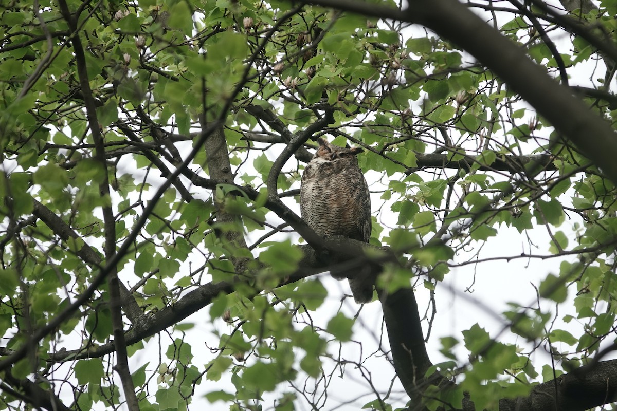 Great Horned Owl - ML618741668