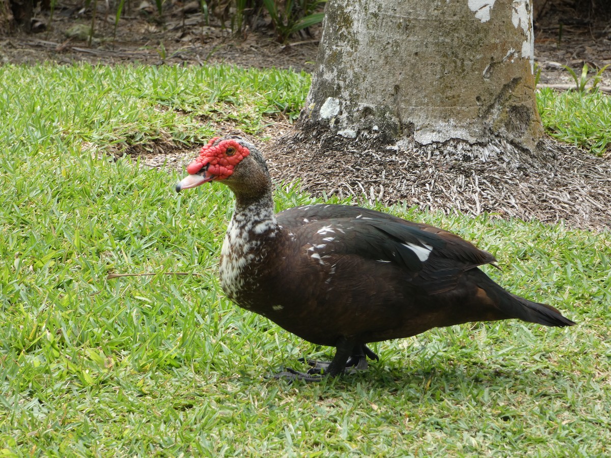 Muscovy Duck (Domestic type) - ML618741680
