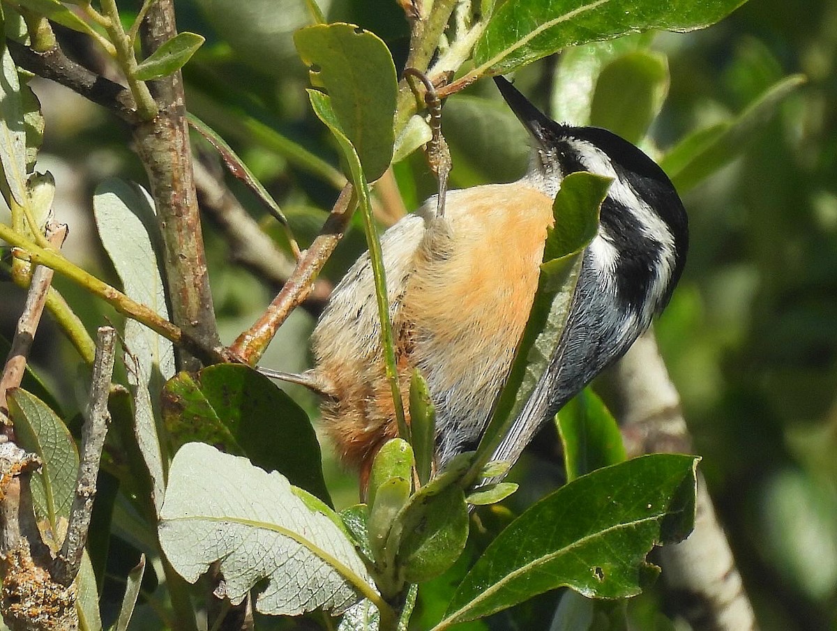 Red-breasted Nuthatch - ML618741689