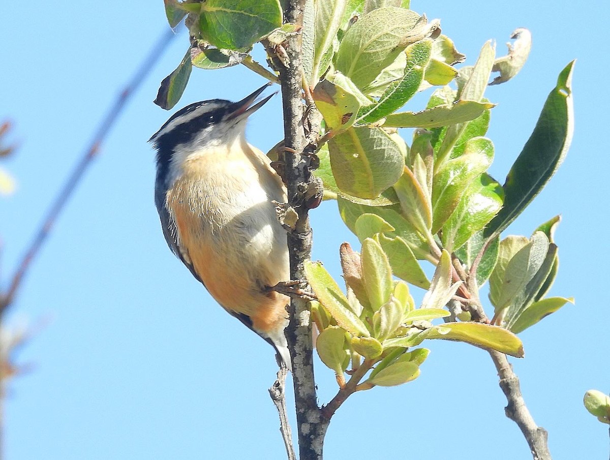 Red-breasted Nuthatch - ML618741690