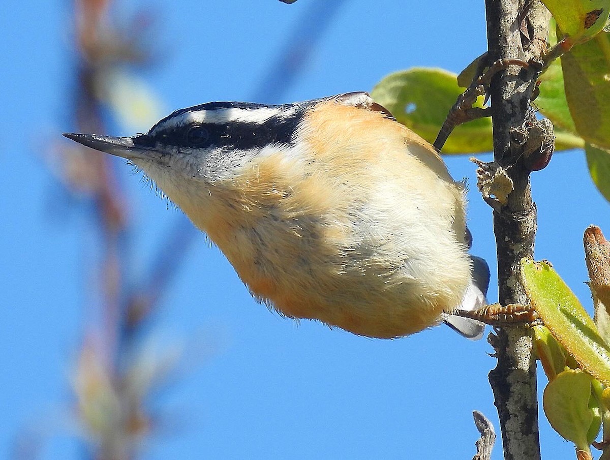 Red-breasted Nuthatch - ML618741691