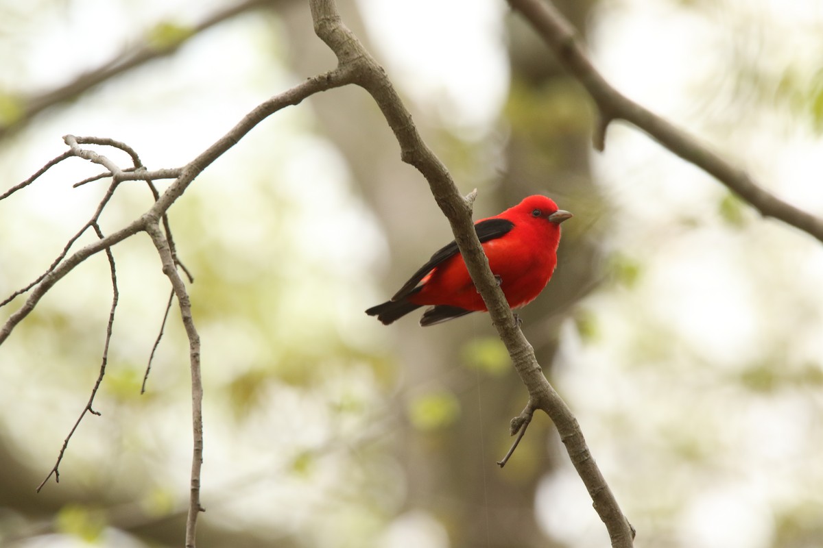 Scarlet Tanager - ML618741693