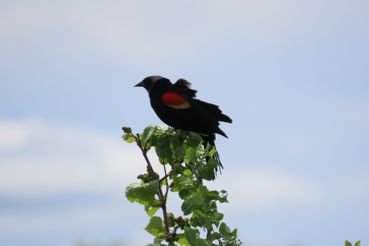 Red-winged Blackbird - ML618741701