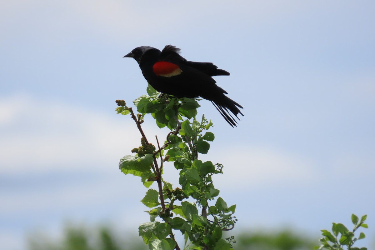 Red-winged Blackbird - ML618741702