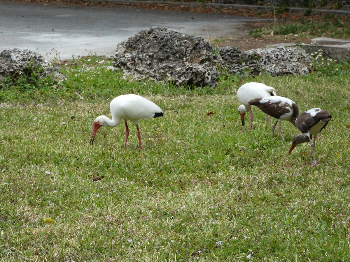 ibis bílý - ML618741712