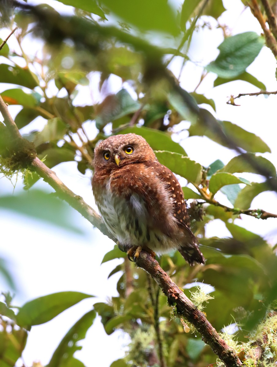 Andean Pygmy-Owl - ML618741779