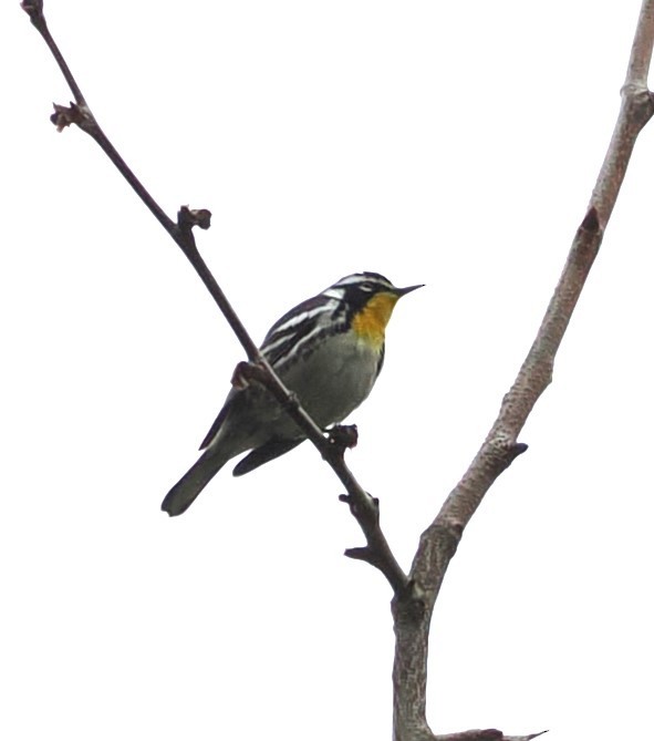 Yellow-throated Warbler - ML618741790